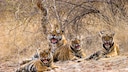 Tiger Family in Ranthambore National Park
