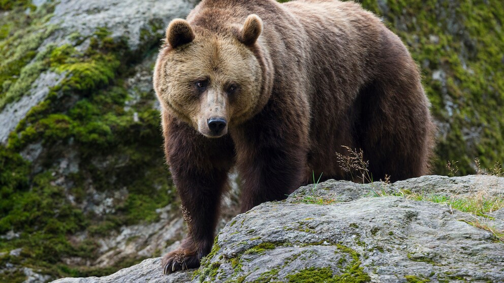 A brown bear on a rock