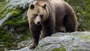 A brown bear on a rock
