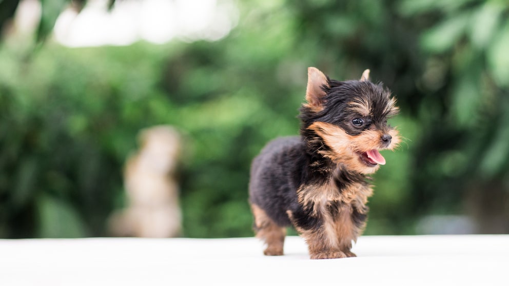 Breeders of teacup dogs specifically select the smallest and weakest animals in a litter to breed smaller and smaller dogs