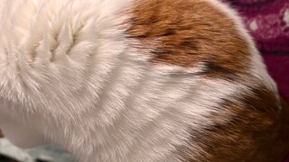Remo's fur on his back stands up like in rolling skin syndrome