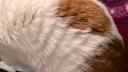 Remo's fur on his back stands up like in rolling skin syndrome