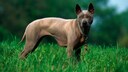 The Thai Ridgeback is a medium to large dog with a muscular build and athletic physique. Its distinctive feature is the "ridge" on its back.