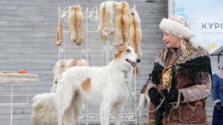 A Silken Windhound is on display
