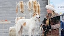 A Silken Windhound is on display