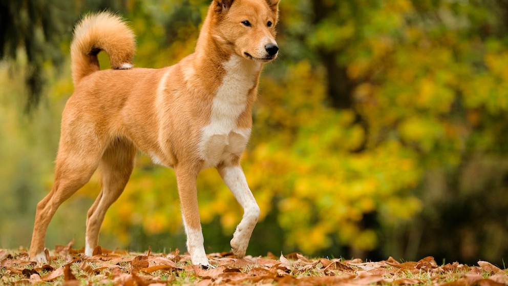 A Canaan dog stands on leaves