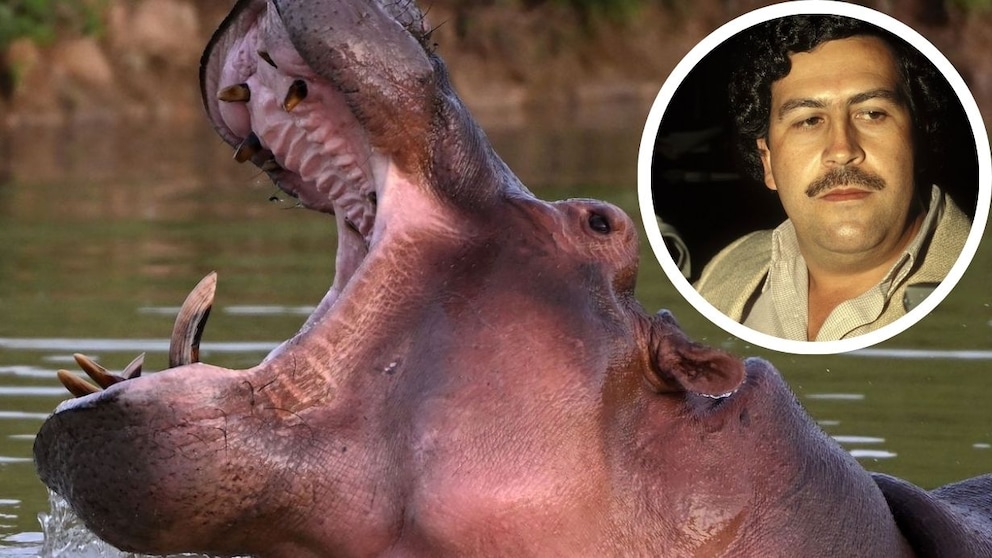 Collage of a hippopotamus in Colombia and a picture of Pablo Escobar