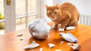 An orange cat is sitting on the table and has just broken a vase.