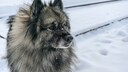 The Wolfsspitz, known internationally as the Keeshond, owes its German name to its grayish coat, which resembles that of a wolf.