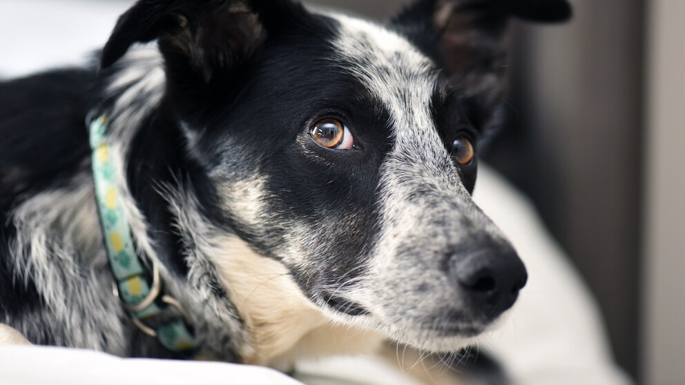 Border Collie mix with yellow collar looking into the camera