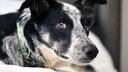 Border Collie mix with yellow collar looking into the camera