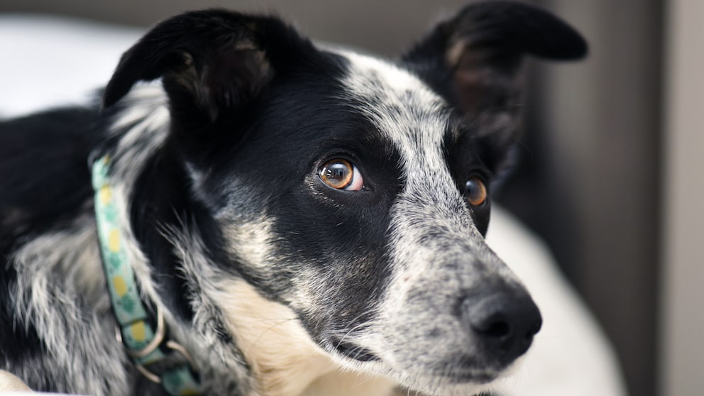 Border Collie mix with yellow collar looking into the camera