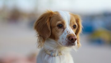 Kokoni: Origin, Character, and Care of the Dogs - PETBOOK