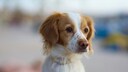 The Kokoni is widespread in Greece but is rarely bred professionally. It reproduces uncontrollably on the streets, resulting in many mixed breeds and a diverse appearance.