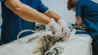 Veterinarians prepare a cat for surgery