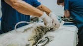 Veterinarians prepare a cat for surgery