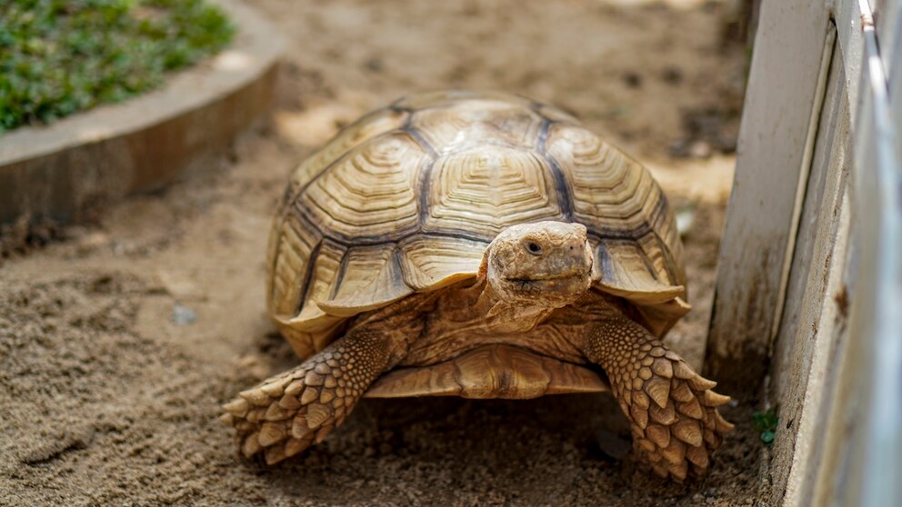 A spurred tortoise in its outdoor enclosure next to its cold frame