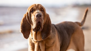 The bloodhound is a specific breed of dog known for its exceptional ability to track scent trails over long distances.