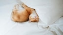Kitten lying in bed snuggled up to the pillow