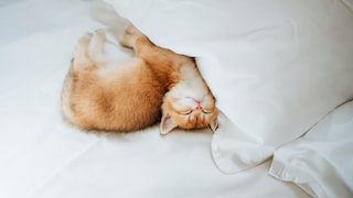 Kitten lying in bed snuggled up to the pillow