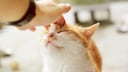 Cat enjoys being stroked on the head