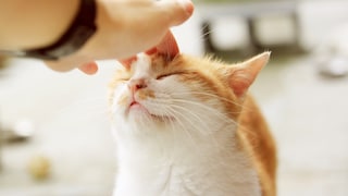 Cat enjoys being stroked on the head