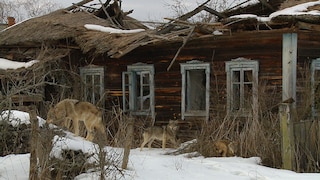 Wolves Roam Through an Abandoned Village Near Chernobyl