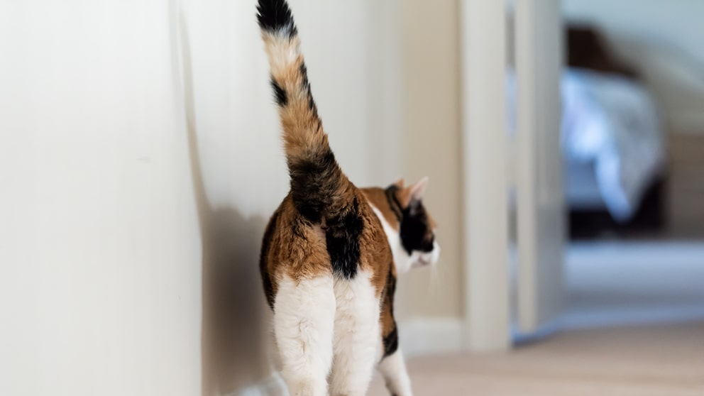 Calico cat from behind