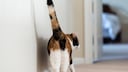 Calico cat from behind