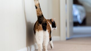 Calico cat from behind