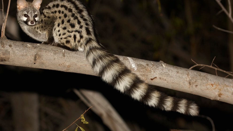 A small spotted genet sitting on a branch