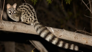 A small spotted genet sitting on a branch