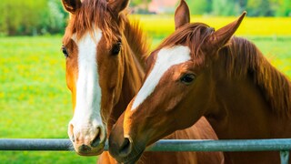 Two horses cuddle together in the pasture
