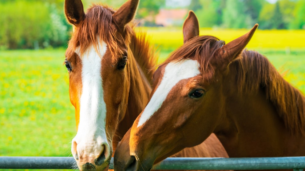 Two horses cuddle together in the pasture