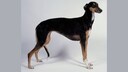 Female Chart Polski dog in black with white and tan markings