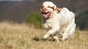 The Clumber Spaniel originally comes from England, where it was bred in the 18th century by Sir Thomas Pelham-Clinton, the second Duke of Newcastle.