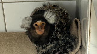 Common marmosets at the Munich Reptile Rescue Center.