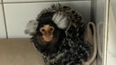 Common marmosets at the Munich Reptile Rescue Center.