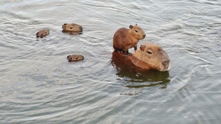A mother capybara swims in the water with her young