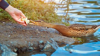 Feeding Ducks with Bread