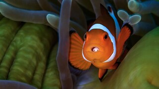 Clownfish that appears to have eyes on its tongue