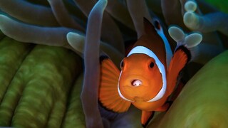 Clownfish that appears to have eyes on its tongue