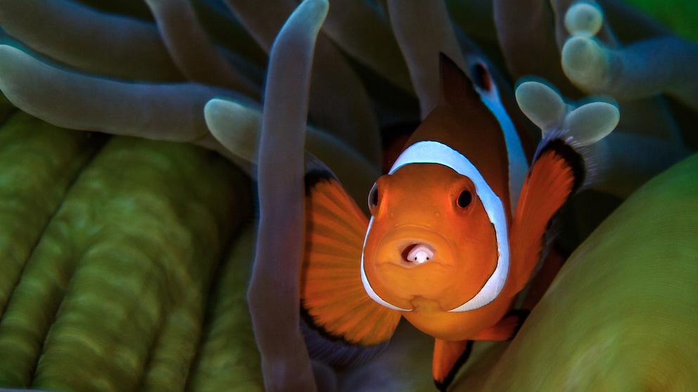 Clownfish that appears to have eyes on its tongue