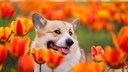 A corgi in a field of tulips