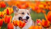 A corgi in a field of tulips