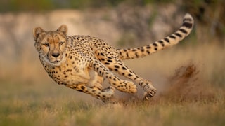 Cheetah