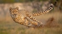 Cheetah