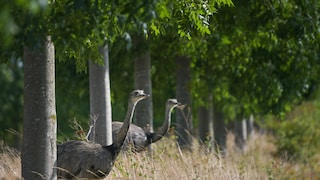 Nandus look out of a small wooded area in Germany