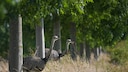Nandus look out of a small wooded area in Germany
