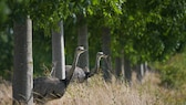 Nandus look out of a small wooded area in Germany